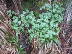 Lesser Celandine (Ranunculus ficaria)
