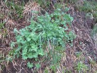 Marikåpe (Alchemilla sp.)