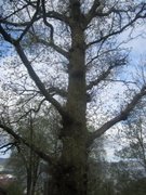 Oak (Quercus sp.)