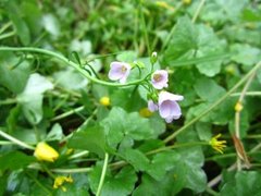 Cuckooflower (Cardamine pratensis)