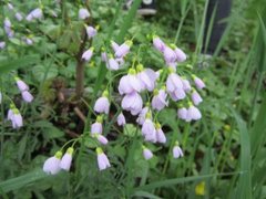 Cuckooflower (Cardamine pratensis)