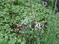 Cuckooflower (Cardamine pratensis)