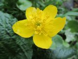 Bekkeblom (Caltha palustris)