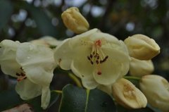 Rhododendronslekta (Rhododendron)