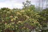 Rhododendronslekta (Rhododendron)