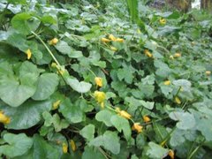 Lesser Celandine (Ranunculus ficaria)