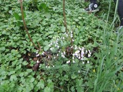 Engkarse (Cardamine pratensis)