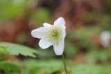 Hvitveis (Anemone nemorosa)