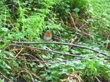 Rødstrupe (Erithacus rubecula)