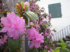 Rhododendronslekta (Rhododendron)