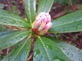 Rhododendronslekta (Rhododendron)