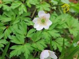 Hvitveis (Anemone nemorosa)