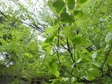 Bøk (Fagus sylvatica)