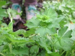 Marikåpe (Alchemilla sp.)