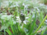 Løvetannslekta (Taraxacum)