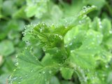 Marikåpe (Alchemilla sp.)