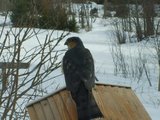 Spurvehauk (Accipiter nisus)