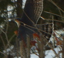 Spurvehauk (Accipiter nisus)