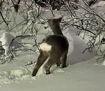 Roe Deer (Capreolus capreolus)