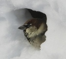 Gråspurv (Passer domesticus)