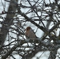 Kjernebiter (Coccothraustes coccothraustes)