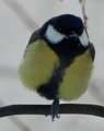 Kjøttmeis (Parus major)