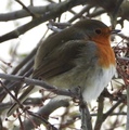 Rødstrupe (Erithacus rubecula)