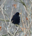 Svarttrost (Turdus merula)