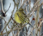 Gulspurv (Emberiza citrinella)