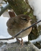 Winter Wren (Troglodytes troglodytes)