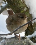 Gjerdesmett (Troglodytes troglodytes)