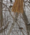 Rødstrupe (Erithacus rubecula)