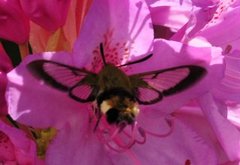 Broad-bordered Bee Hawk-moth (Hemaris fuciformis)