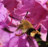Broad-bordered Bee Hawk-moth (Hemaris fuciformis)