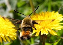 Narrow-bordered Bee Hawk-moth (Hemaris tityus)
