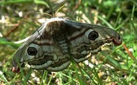 Nattpåfugløye (Saturnia pavonia)