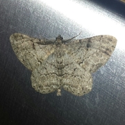 Willow Beauty (Peribatodes rhomboidaria)