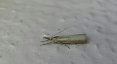 Pearl Veneer (Agriphila straminella)