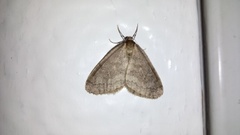 Winter Moth (Operophtera brumata)