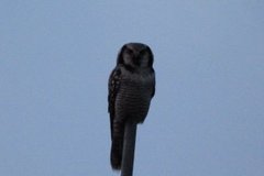 Northern Hawk Owl (Surnia ulula)