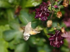 Hummingbird Hawk-moth (Macroglossum stellatarum)
