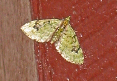 The V-Pug (Chloroclystis v-ata)
