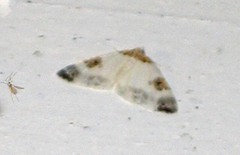 Rubinmåler (Plemyria rubiginata)