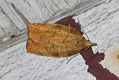 Chequered Fruit-tree Tortrix (Pandemis corylana)