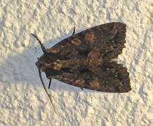 Høstlærfly (Mniotype satura)