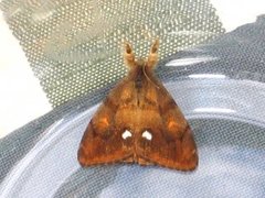 The Vapourer (Orgyia antiqua)