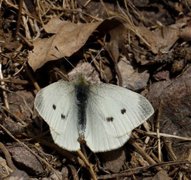 Liten kålsommerfugl (Pieris rapae)