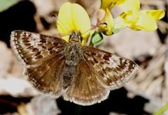 Dingy Skipper (Erynnis tages)