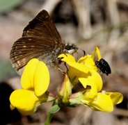 Dingy Skipper (Erynnis tages)