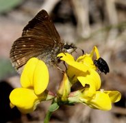 Tiriltungesmyger (Erynnis tages)